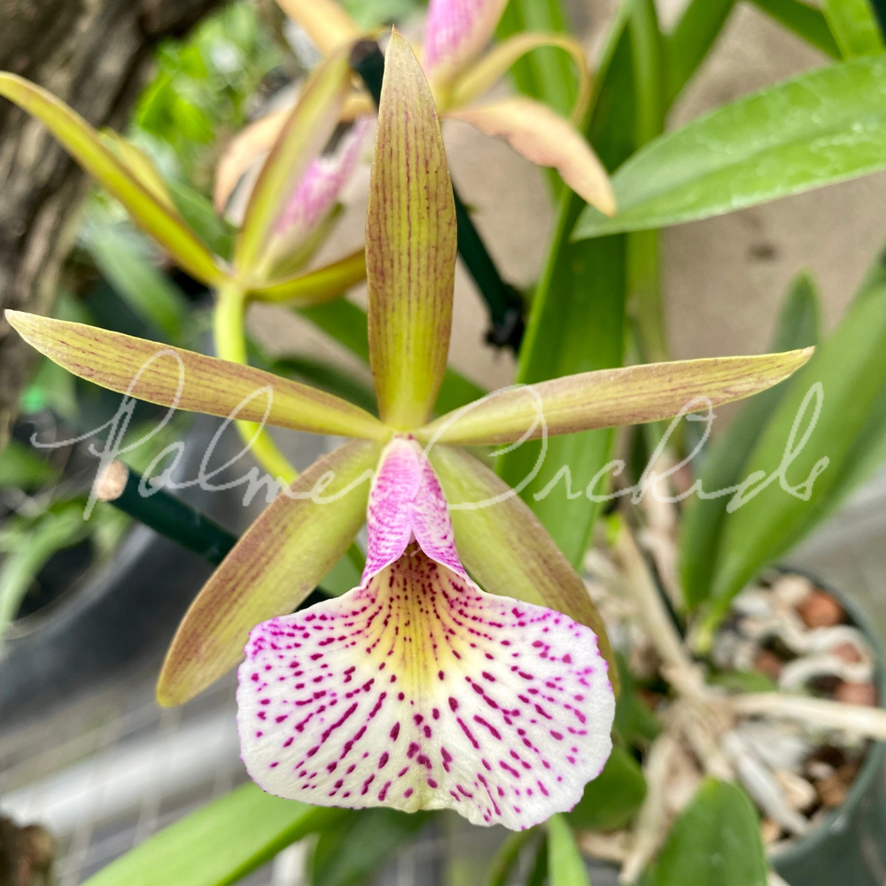 Bc+Mary+Dodson+Palmer+Orchids+